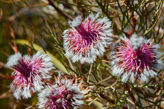 Serruria phylicoides