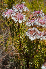 Serruria phylicoides