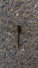 Boyeria vinosa