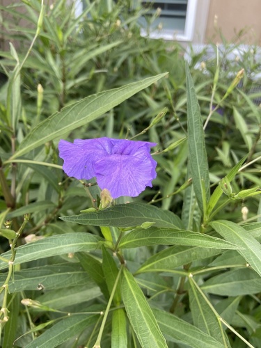 Ruellia simplex image