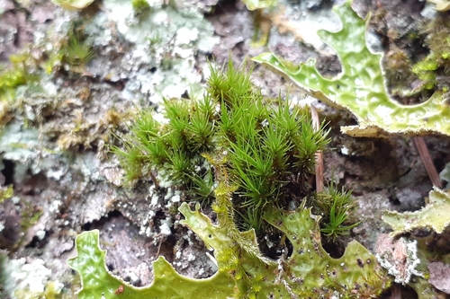 Image of Dicranum viride by (c) Quinten Wiegersma, some rights reserved (CC BY)