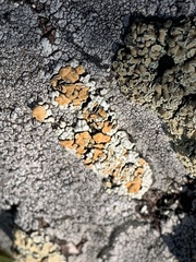 Rhizoplaca subdiscrepans