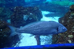 Argyrosomus regius