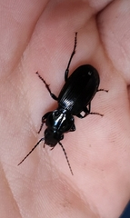 Pterostichus madidus