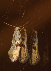Nemapogon auropulvella