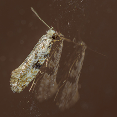 Nemapogon auropulvella