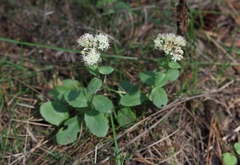 Hylotelephium maximum