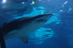 Carcharias taurus