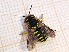 Anthidium loti