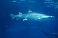 Carcharias taurus
