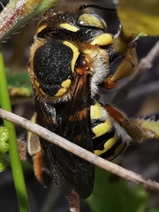 Anthidium loti