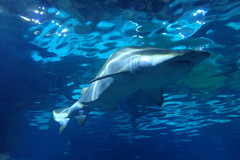 Carcharias taurus