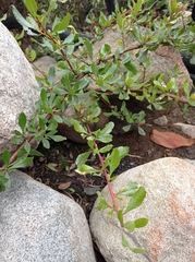 Escallonia illinita