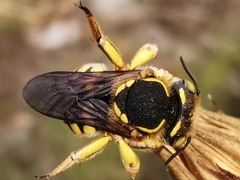 Anthidium loti