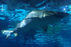 Carcharias taurus
