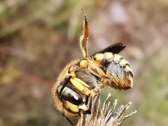 Anthidium loti