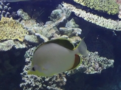 Chaetodon xanthocephalus