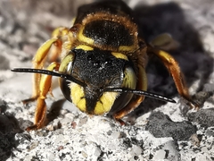 Anthidium loti