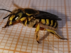 Anthidium loti