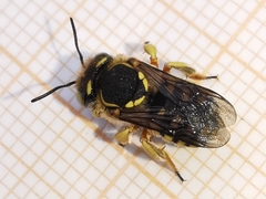 Anthidium loti