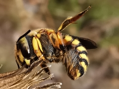 Anthidium loti
