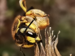 Anthidium loti
