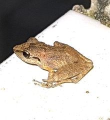Pristimantis ramagii