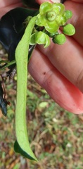 Salacia gerrardii