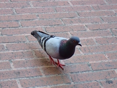 Columba livia domestica