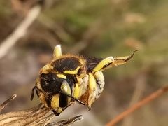 Anthidium loti