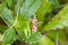 Phytocoris varipes