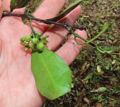 Salacia gerrardii