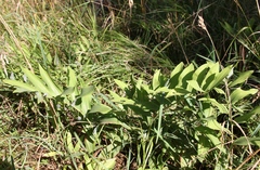Polygonatum odoratum