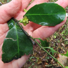 Salacia gerrardii