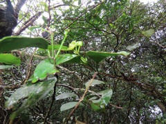 Salacia gerrardii