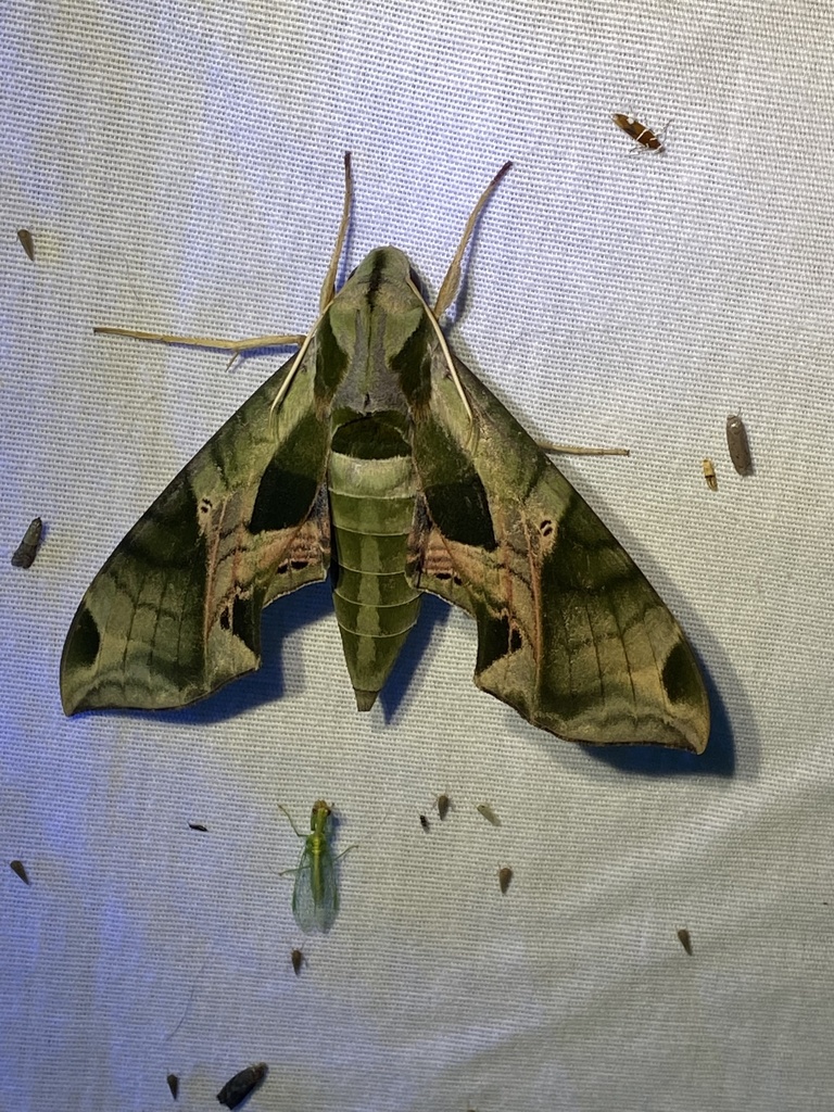 Pandorus Sphinx