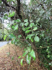 Salacia gerrardii