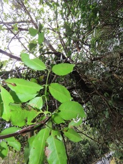 Salacia gerrardii