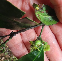 Salacia gerrardii