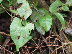 Mikania natalensis