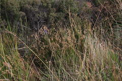Juncus capensis