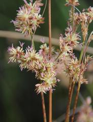 Juncus capensis