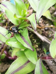 Nicrophorus mexicanus
