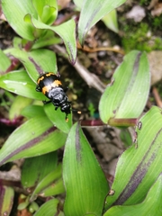 Nicrophorus mexicanus