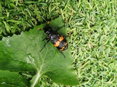 Nicrophorus mexicanus