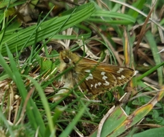 Hesperia comma
