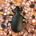 Calosoma maderae indicum - Photo (c) ratikasingh, some rights reserved (CC BY-NC)