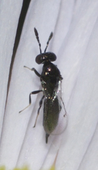 Macroglenes