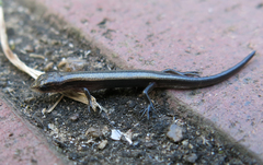 Panaspis wahlbergii