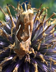 Macdunnoughia confusa